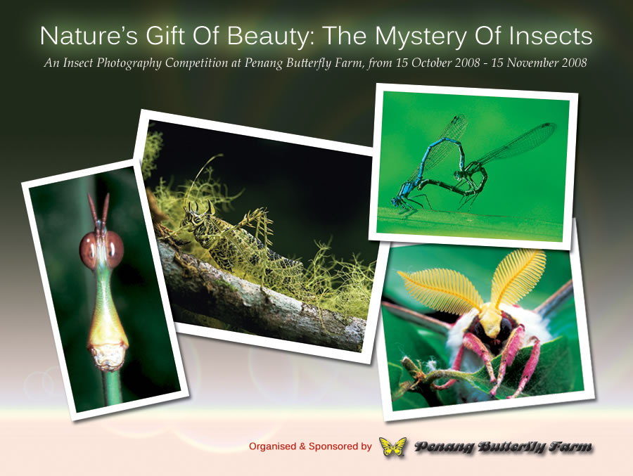 Insect & Butterfly Conservation Photography Competition