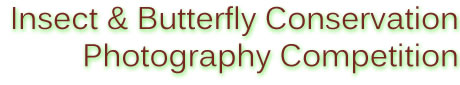 Insect Photography Competition
