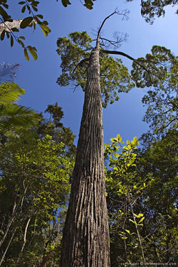 penang national park forest