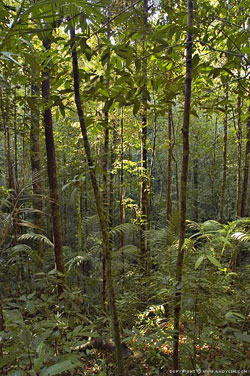 pantai kerachut forest