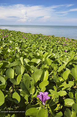 pantai kerachut beach forest