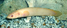 dinosaur eel albino bichir