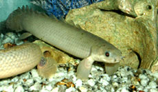 dinosaur eel barred bichir