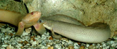 dinosaur eel grey bichir
