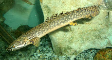 dinosaur eel ornate bichir