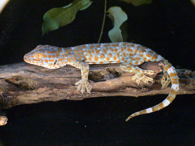 Tokay Gecko