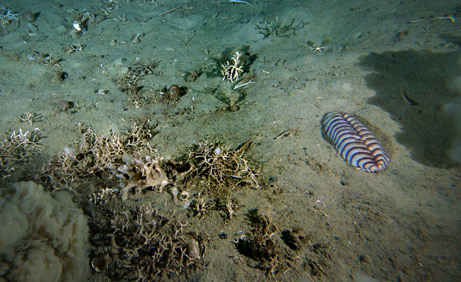 giant worms in the antartic ocean