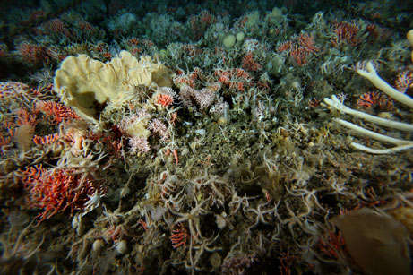 marine life diverse ecosystem bryozoans and sponges
