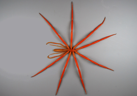 giant sea spider