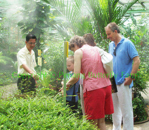 布莱尔一家三口正全神贯注地聆听着蝴蝶园技术总监,陈文达先生为他们讲解的蝴蝶奥妙的生命旅程。