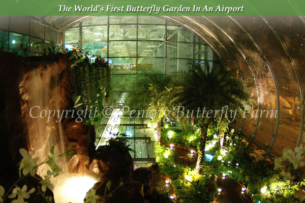 Night View of Changi Butterfly Garden
