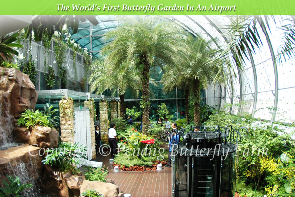 T3 Changi Butterfly Garden Inside View