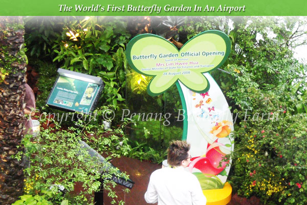 Butterfly Garden Opens At Changi T3 Airport