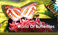 World Of Butterflies
