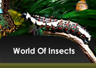 World of Insects