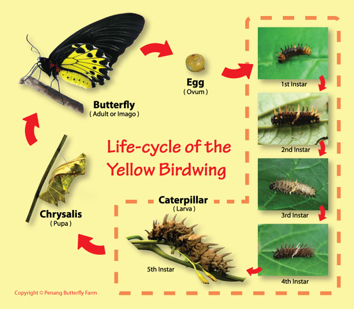 Yellow Birdwing Life-cycle